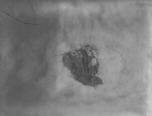 Erdmaus : Erdmaus (Microtus agrestis) im Schnee.