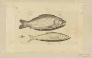 Karpfen und Hering, Blatt 3 der Folge "Fische und andere Meerestiere"