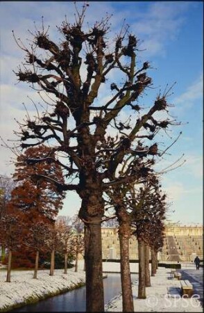 Potsdam, Park Sanssouci, Bullenwiese, Kastanien bei den Stichgräben.
