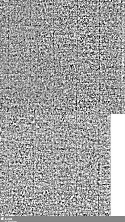 Lilienschild + IESV / LW = S.1/2+24/25