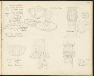 Skizzenbuch 4: Ornament- und Architekturstudien, altes Reich: 3200 v. Chr. […], 2130 v. Chr. […] I, […] beider Länder; mittleres Reich: um 1800 v. Chr. Hyksos, 1550 Vertreibung, der Hyksos 18. - 19. Dynastie, Thutmosis III., 19. Dynastie 1350 Sethos I, 1300 - 1[…]30 Ramses II; neues Reich: (ca. 500 - 30) 346 v. Chr. Ochos, 333 - 306 […] Oberhoheit […], 306-30 v. Chr. Ptolomaeer, 30 v. Chr. Cleopatra I. a) Nymphaea lotus, Lotos, Lilie Pa[…] Palmen[…] (Borchart) Beni Hassan Grab 17. m. R. […], Grab bei Sakkara a. R. 5. Dynastie Bulina Museum, Philae am Tempel de[…] […]is ptolemaeisch