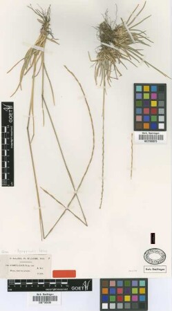 Festuca lolium Balansa [type]