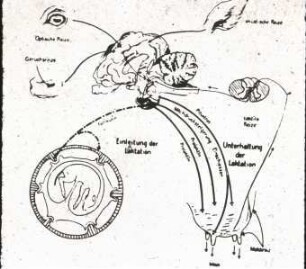 Schematische Darstellung der hormonalen nervösen Regulation der Milchsekretion (nach Seiffert)