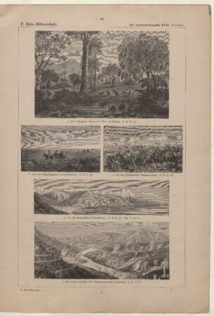 Die wichtigeren Bäume und Tiere Australiens