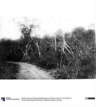 Mangrovenluftwurzeln bei Viktoria