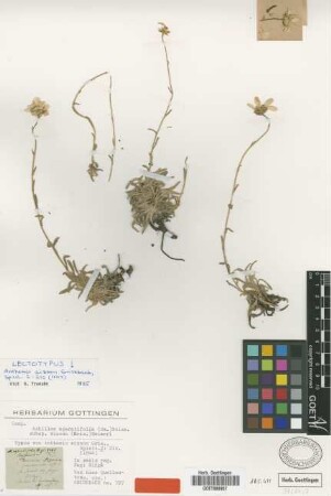 Anthemis aizoon Griseb. [lectotype]