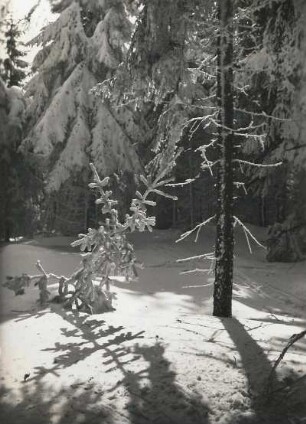 Vogtland, Aschberggebiet. Stark verschneite Waldpartie mit Fichtenbestand (Picea excélsa Link)