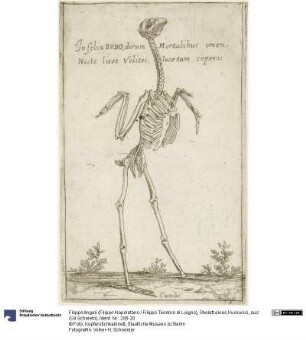 Skelett eines Kuckucks, aus: (Gli Scheletri)