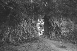 Eingang zu einem Batakerdorf : Torbogen in einer Hecke