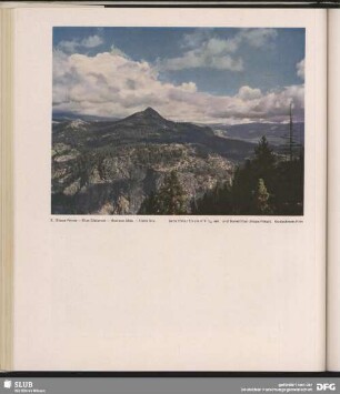 Blaue Ferne