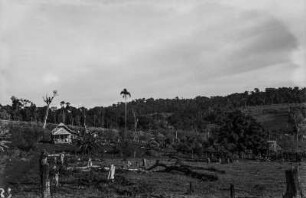 Farm bei Londrina : Blick auf eine Farm bei Londrina mit einigen gefällten Bäumen.