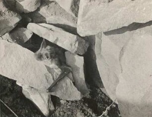 Großes Mausohr (Riesenfledermaus, Myotis myotis BORKH.), aus ihrem Höhlenversteck hervorkommend (2), witternd