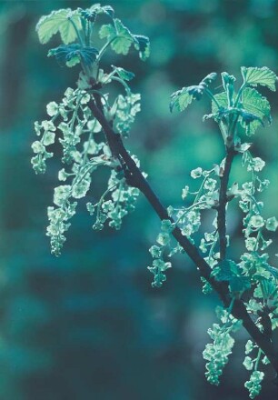 Blüten am Zweig eines Johannisbeerstrauches