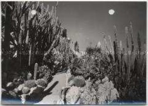Monaco, Jardin Botanique (Botanischer Garten)