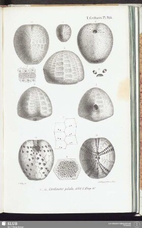 T. Crétacés, Pl. 824