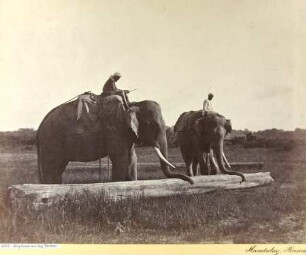 Elephants moving Timber. Mandalay, Birma