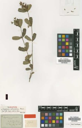 Oxylobium reticulatum Meisn. [Isosyntype]