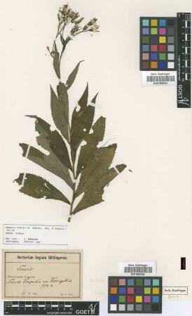 Senecio ovatus (P.Gaertn., B.Mey. & Scherb.) Willd.
