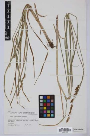 Carex canariensis Kük.