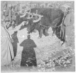 Soldaten auf dem Marsch mit Ochsenwagen