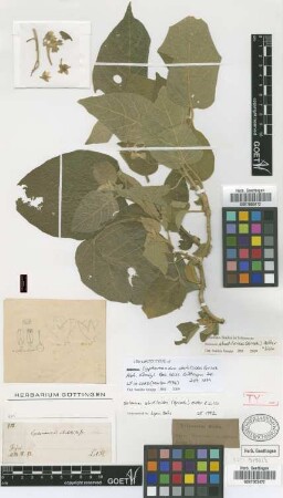 Solanum abutiloides (Griseb.) Bitter & Lillo [type]
