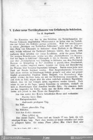 Ueber neue Tertiärpflanzen von Grünberg in Schlesien