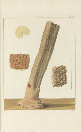 Tab. XIV.