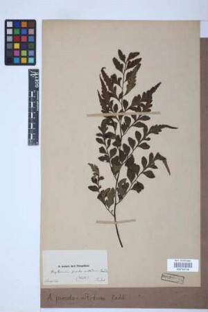 Asplenium pseudonitidum Raddi, 1825