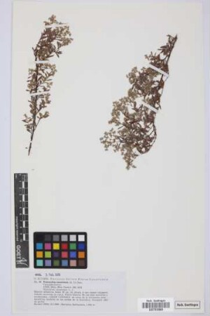 Paronychia canariensis Juss.