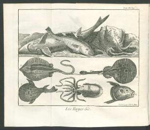 Tafel: Les Rayes [...]