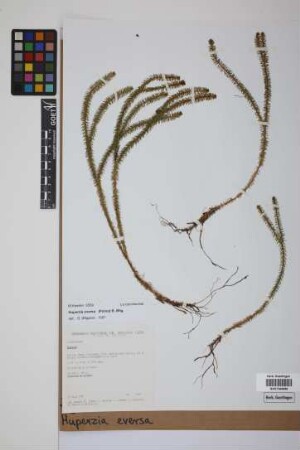 Phlegmariurus eversus (Poir.) B. &Oslash;llg.