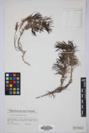 Plantago arborescens arborescens Poir.