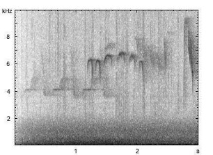 Haubenmeise | Lophophanes cristatus - Ruf