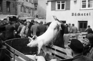 Biberach: Schweinemarkt, beladen von Ferkeln