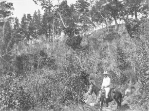 Mann auf Pferd : Mann auf einem Pferd umgeben von Vegetation