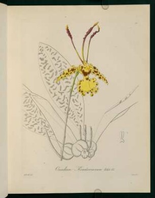 33r-33v, Oncidium Kramerianum