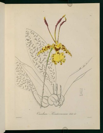 33r-33v, Oncidium Kramerianum
