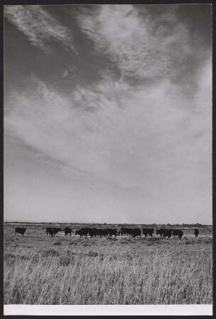 Wilde Rinderherde in der Camargue