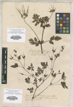 Geranium