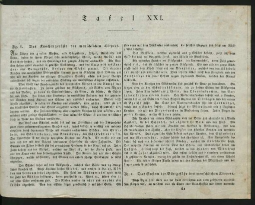 Tafel XXI.