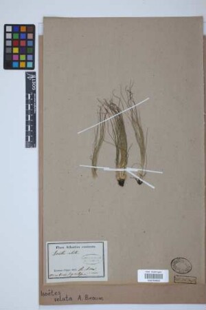Isoetes velata velata A. Br.
