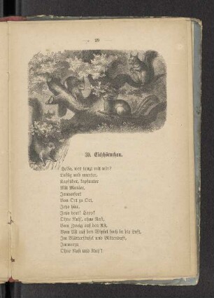 30. Eichhörnchen.