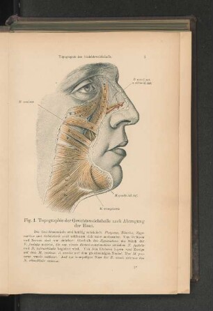 Fig. 1. Topographie der Gesichtsweichteile nach Abtragung der Haut.