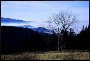 Otten (Berg): vom Otten, Vordergrund kahler Baum