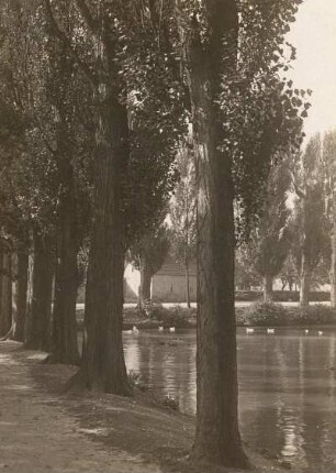 Mockritz (Großweitzschen-Mockritz). Pappelallee am Teich