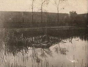 Bisamratte (Fiber zibethicus L.). Die Bisamburg