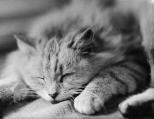 Katze schlafend