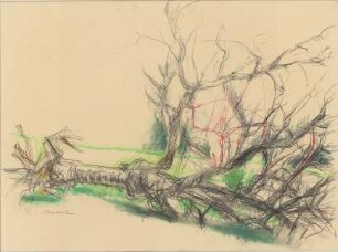Umgeworfener Baum