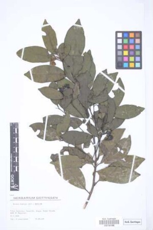 Ocotea foetens (Ait.) Benth. & Hook. f.