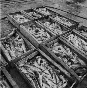 Fischereigenossenschaft Stralsund (FGS). In Kisten sotierter Fang am Kai im Hafen